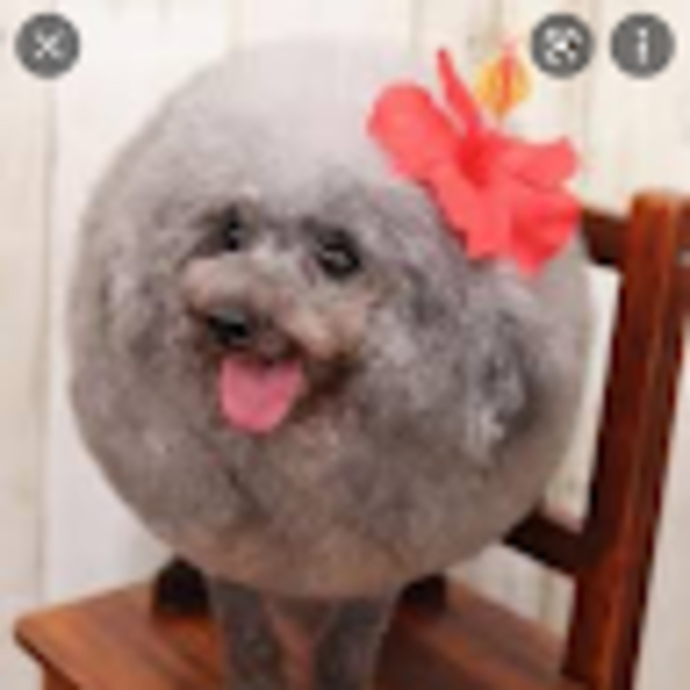 Meet your Posher, Nell